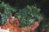 Talli confluenti frammisti a Peyssonnelia spp. (foto S. Guerrieri)